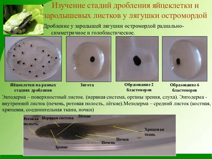 Изучение стадий дробления яйцеклетки и зародышевых листков у лягушки остромордой Дробление
