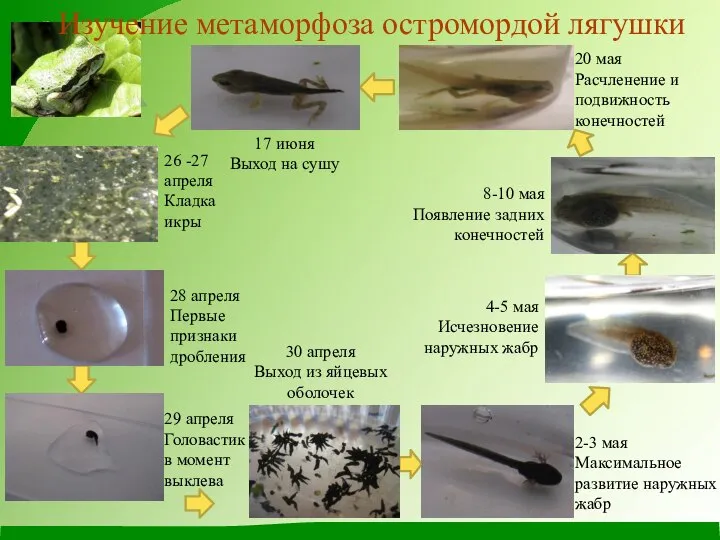 Изучение метаморфоза остромордой лягушки 26 -27 апреля Кладка икры 28 апреля