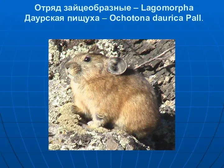 Отряд зайцеобразные – Lagomorpha Даурская пищуха – Ochotona daurica Pall.