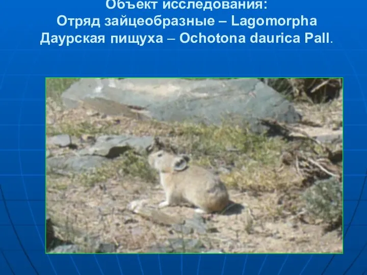 Объект исследования: Отряд зайцеобразные – Lagomorpha Даурская пищуха – Ochotona daurica Pall.