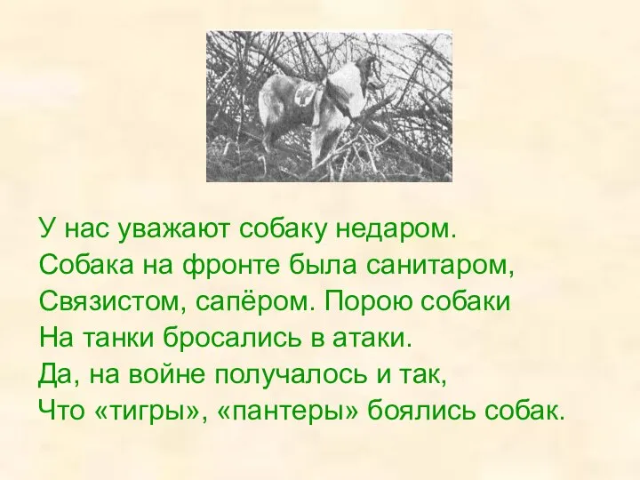 У нас уважают собаку недаром. Собака на фронте была санитаром, Связистом,