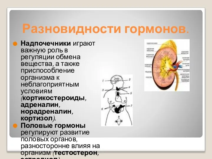 Разновидности гормонов. Надпочечники играют важную роль в регуляции обмена вещества, а