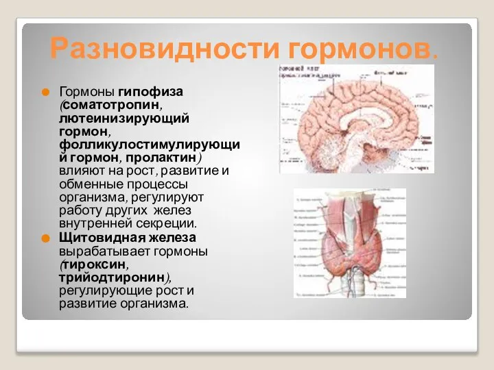 Разновидности гормонов. Гормоны гипофиза (соматотропин, лютеинизирующий гормон, фолликулостимулирующий гормон, пролактин) влияют