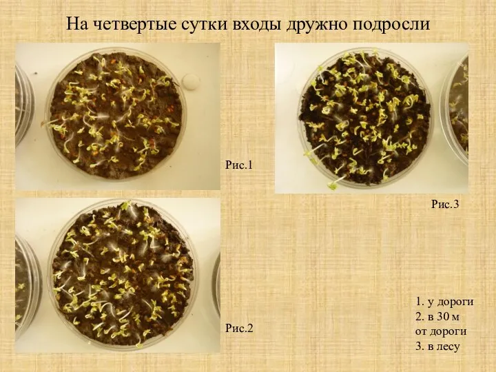 На четвертые сутки входы дружно подросли Рис.1 1. у дороги 2.