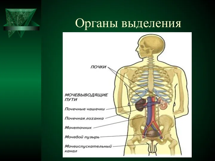 Органы выделения