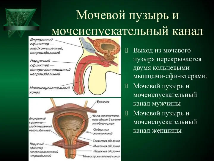 Мочевой пузырь и мочеиспускательный канал Выход из мочевого пузыря перекрывается двумя
