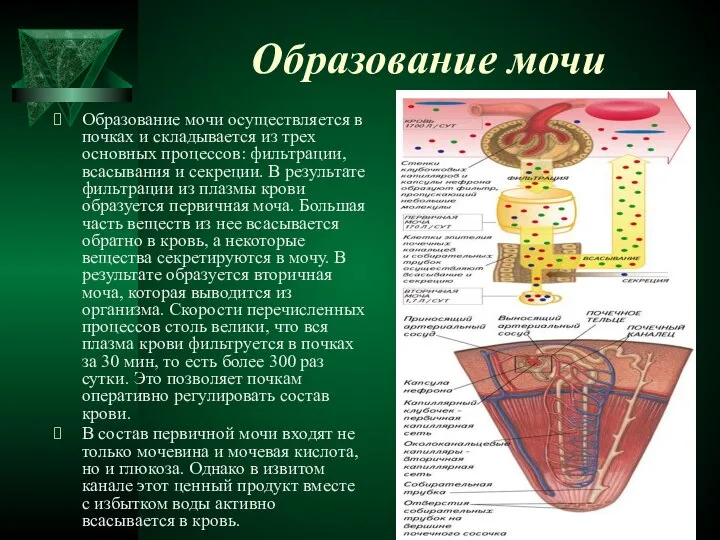 Образование мочи Образование мочи осуществляется в почках и складывается из трех