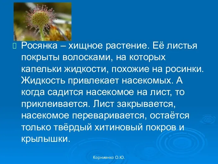 Корниенко О.Ю. Росянка – хищное растение. Её листья покрыты волосками, на