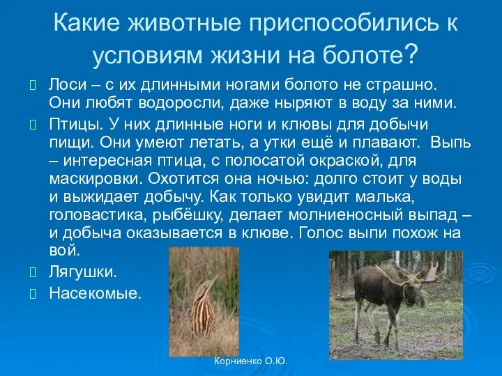 Корниенко О.Ю. Какие животные приспособились к условиям жизни на болоте? Лоси