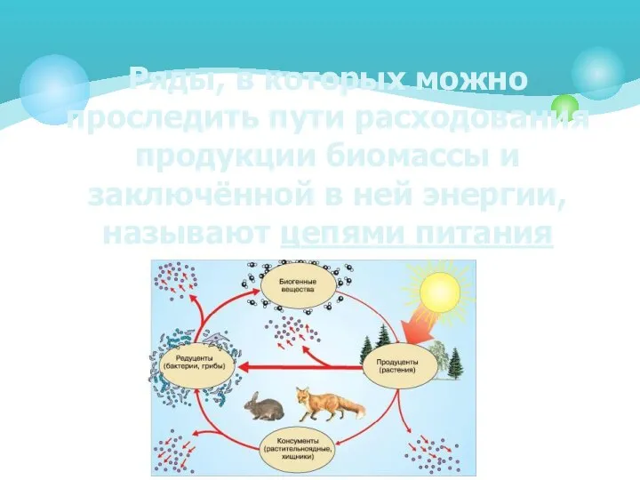 Ряды, в которых можно проследить пути расходования продукции биомассы и заключённой