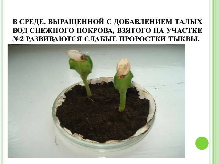 В СРЕДЕ, ВЫРАЩЕННОЙ С ДОБАВЛЕНИЕМ ТАЛЫХ ВОД СНЕЖНОГО ПОКРОВА, ВЗЯТОГО НА