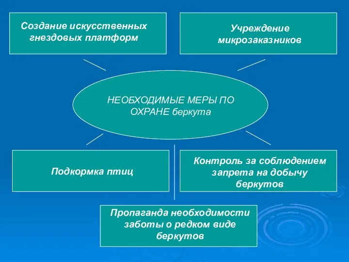 НЕОБХОДИМЫЕ МЕРЫ ПО ОХРАНЕ беркута Создание искусственных гнездовых платформ Учреждение микрозаказников