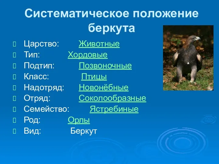 Систематическое положение беркута Царство: Животные Тип: Хордовые Подтип: Позвоночные Класс: Птицы