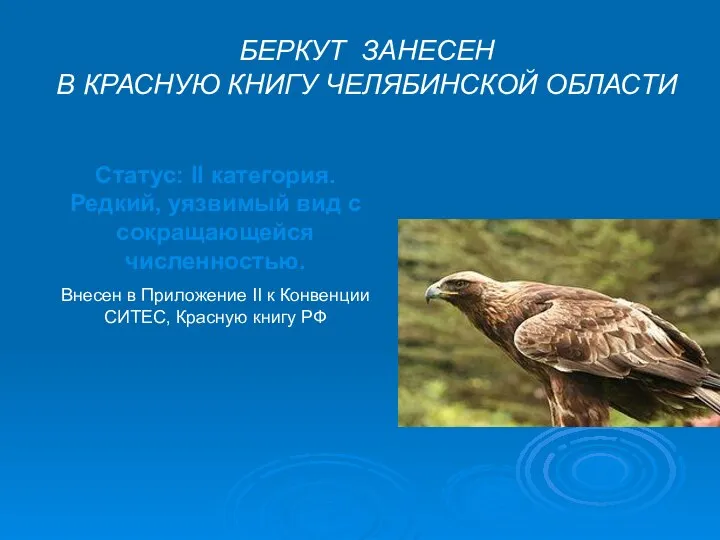 БЕРКУТ ЗАНЕСЕН В КРАСНУЮ КНИГУ ЧЕЛЯБИНСКОЙ ОБЛАСТИ Статус: II категория. Редкий,