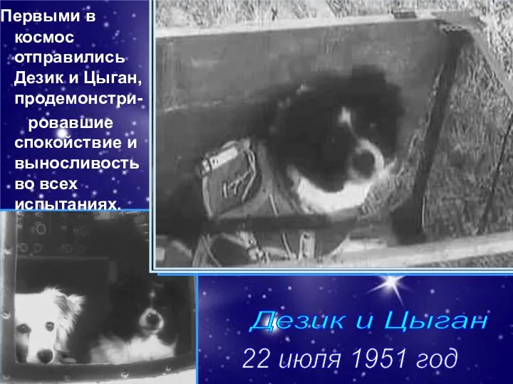 Дезик и Цыган 22 июля 1951 год Первыми в космос отправились