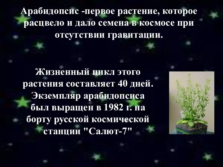 Арабидопсис -первое растение, которое расцвело и дало семена в космосе при