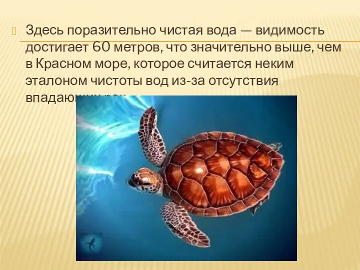 Здесь поразительно чистая вода — видимость достигает 60 метров, что значительно