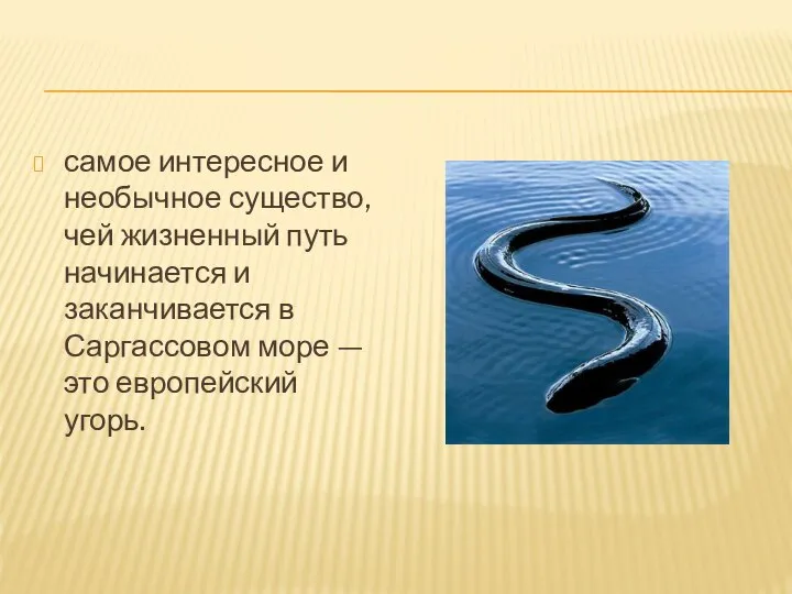 самое интересное и необычное существо, чей жизненный путь начинается и заканчивается