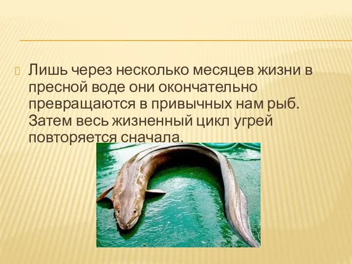 Лишь через несколько месяцев жизни в пресной воде они окончательно превращаются