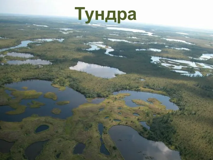 Тундра