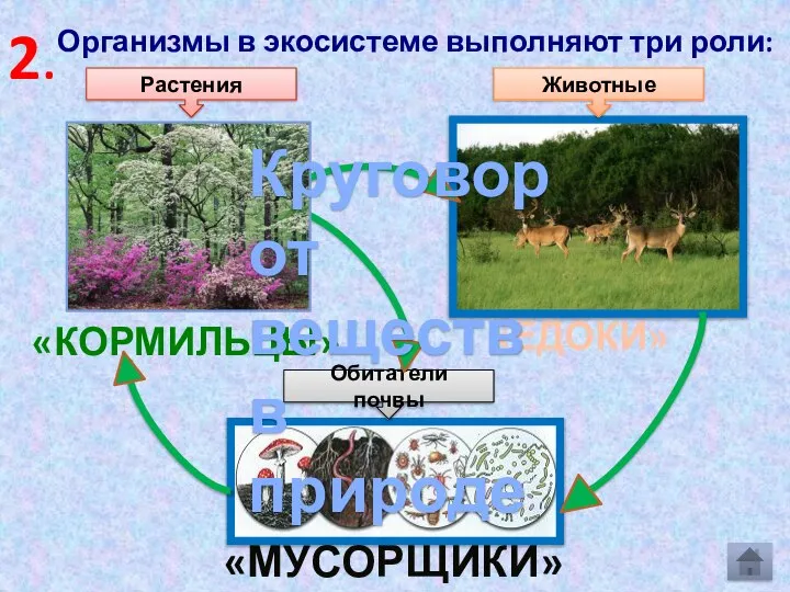 Организмы в экосистеме выполняют три роли: «КОРМИЛЬЦЫ» «ЕДОКИ» «МУСОРЩИКИ» Растения Животные