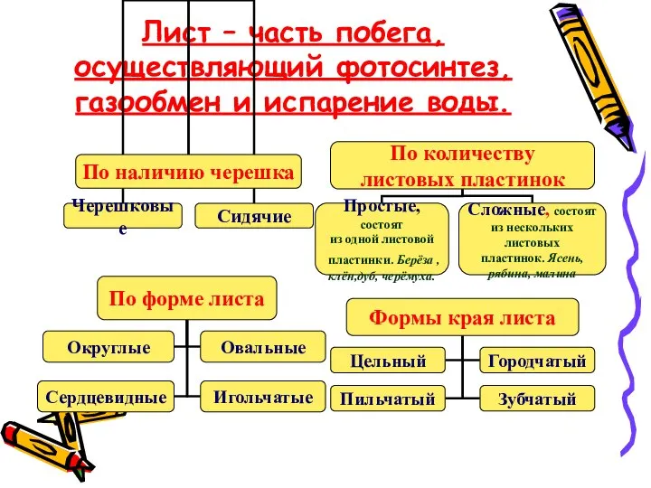 Лист – часть побега, осуществляющий фотосинтез, газообмен и испарение воды.