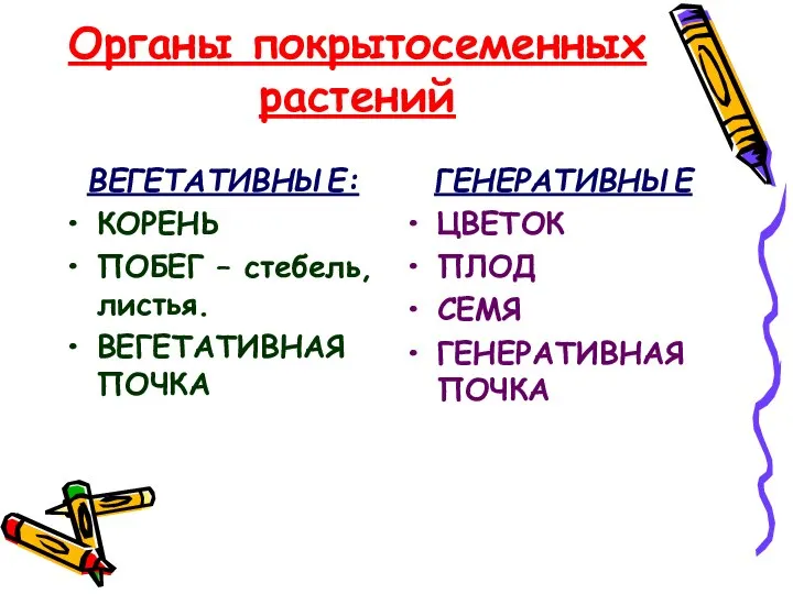 Органы покрытосеменных растений ВЕГЕТАТИВНЫЕ: КОРЕНЬ ПОБЕГ – стебель, листья. ВЕГЕТАТИВНАЯ ПОЧКА