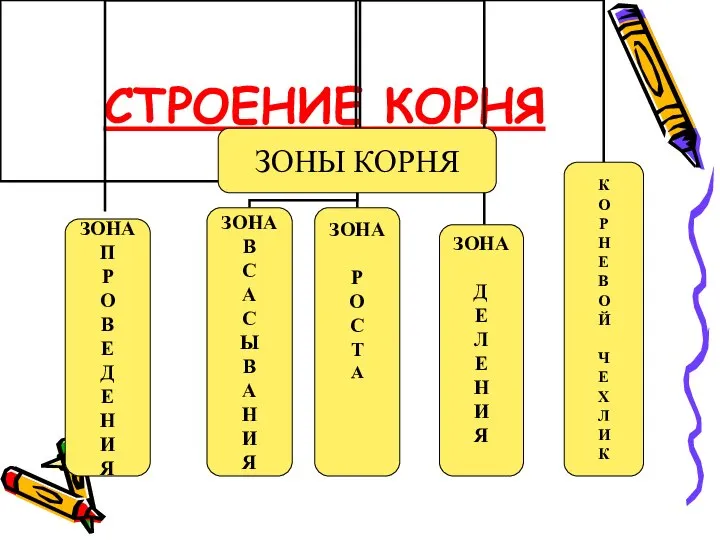 СТРОЕНИЕ КОРНЯ