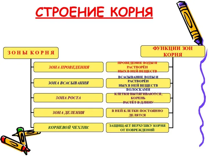 СТРОЕНИЕ КОРНЯ