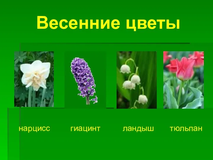 Весенние цветы нарцисс гиацинт ландыш тюльпан