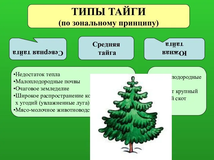 Северная тайга Средняя тайга Южная тайга Более плодородные почвы Разводят крупный