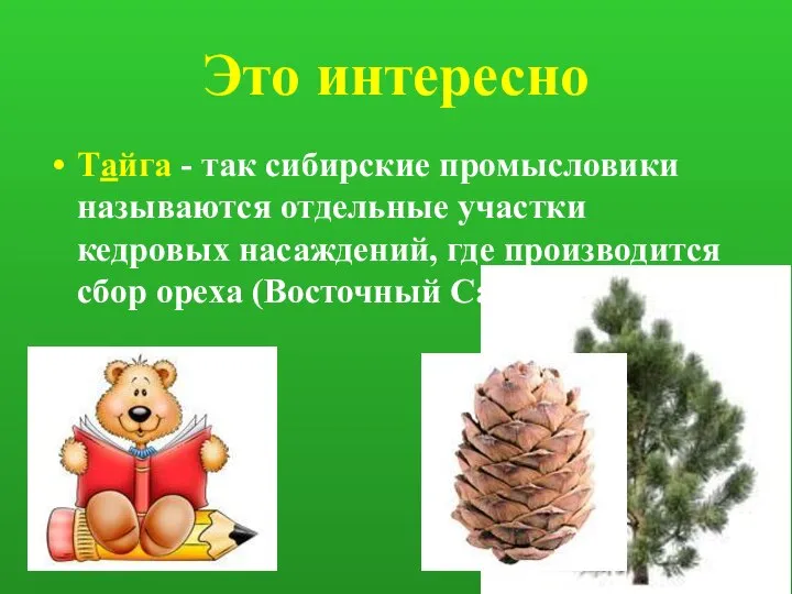 Это интересно Тайга - так сибирские промысловики называются отдельные участки кедровых