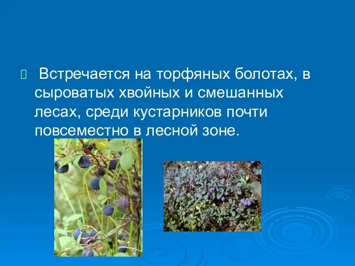 Встречается на торфяных болотах, в сыроватых хвойных и смешанных лесах, среди