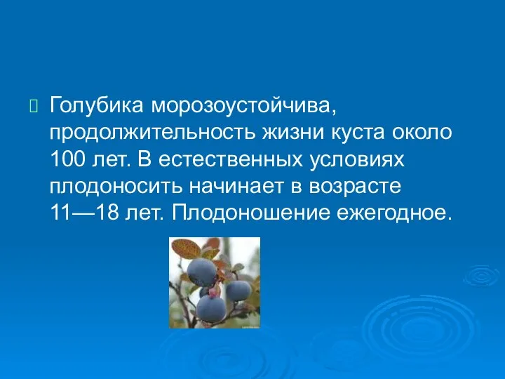 Голубика морозоустойчива, продолжительность жизни куста около 100 лет. В естественных условиях