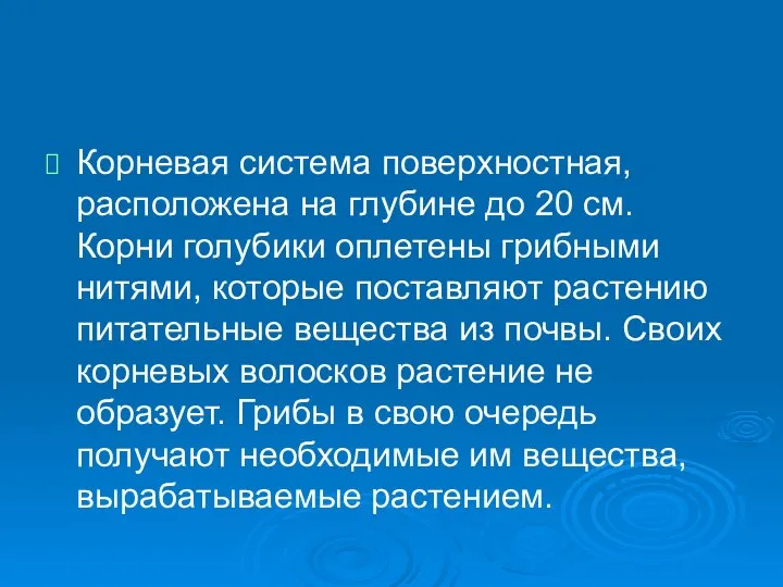 Корневая система поверхностная, расположена на глубине до 20 см. Корни голубики