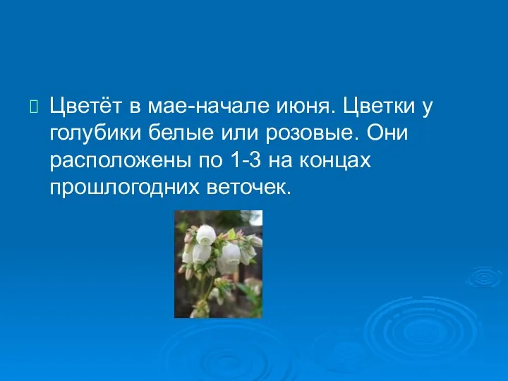 Цветёт в мае-начале июня. Цветки у голубики белые или розовые. Они