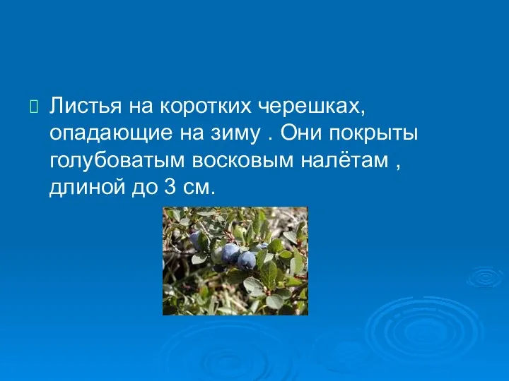 Листья на коротких черешках, опадающие на зиму . Они покрыты голубоватым