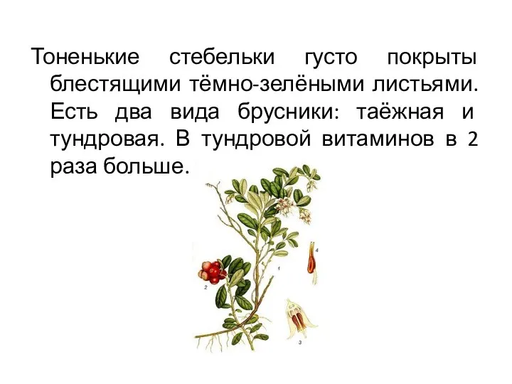 Тоненькие стебельки густо покрыты блестящими тёмно-зелёными листьями. Есть два вида брусники: