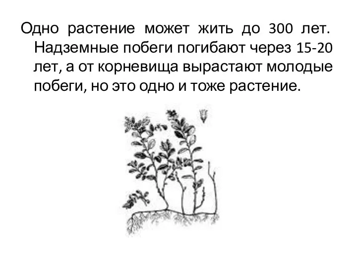 Одно растение может жить до 300 лет. Надземные побеги погибают через