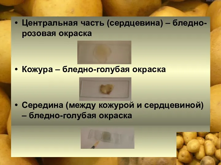 Центральная часть (сердцевина) – бледно-розовая окраска Кожура – бледно-голубая окраска Середина