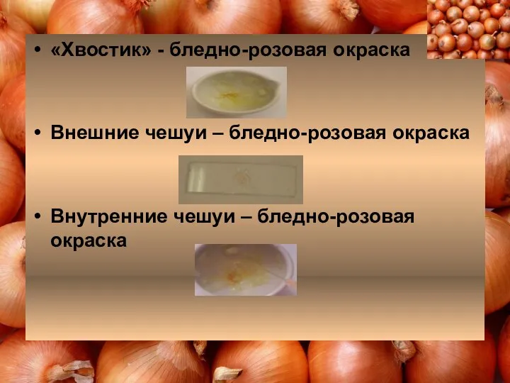 «Хвостик» - бледно-розовая окраска Внешние чешуи – бледно-розовая окраска Внутренние чешуи – бледно-розовая окраска