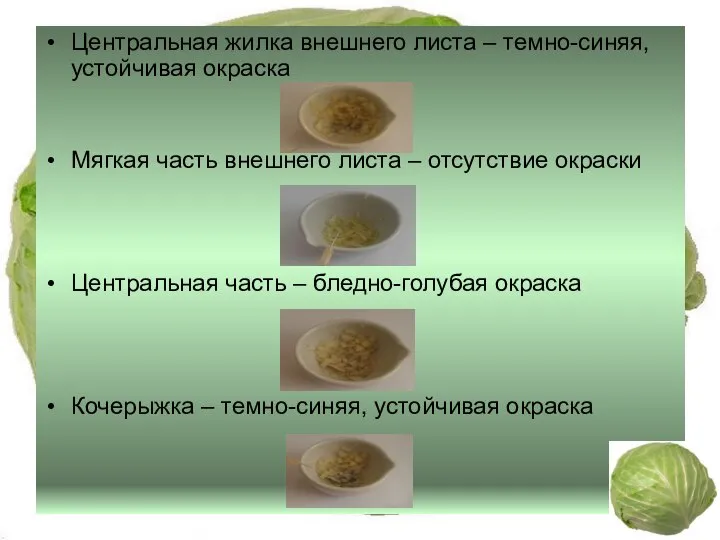 Центральная жилка внешнего листа – темно-синяя, устойчивая окраска Мягкая часть внешнего