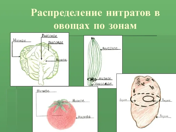 Распределение нитратов в овощах по зонам