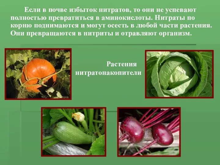 Если в почве избыток нитратов, то они не успевают полностью превратиться