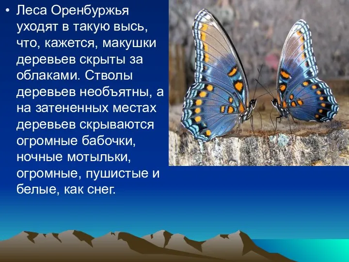 Леса Оренбуржья уходят в такую высь, что, кажется, макушки деревьев скрыты