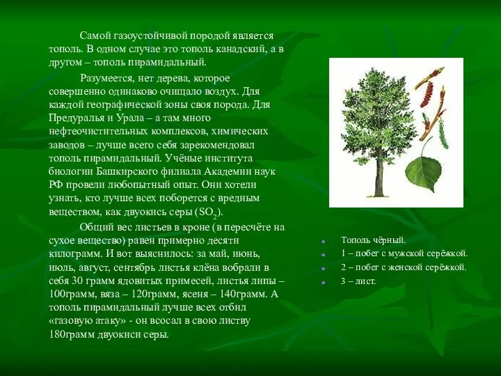 Самой газоустойчивой породой является тополь. В одном случае это тополь канадский,