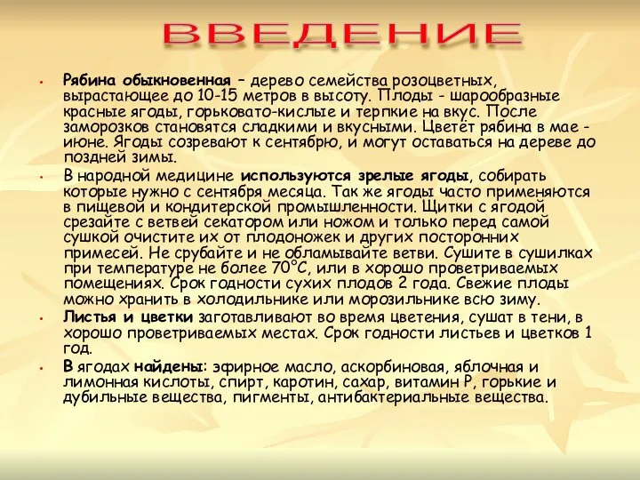 Рябина обыкновенная – дерево семейства розоцветных, вырастающее до 10-15 метров в