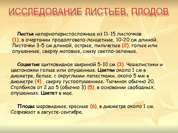 Листья непарноперистосложные из 11-15 листочков (1), в очертании продолговато-ланцетные, 10-20 см