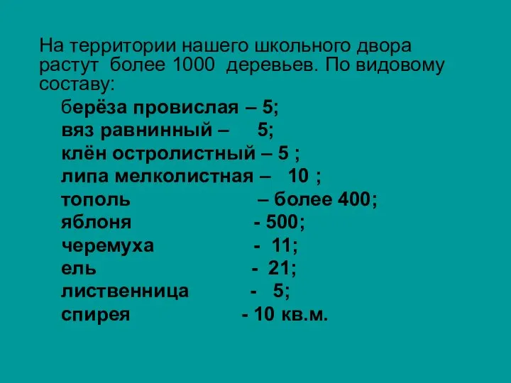 На территории нашего школьного двора растут более 1000 деревьев. По видовому