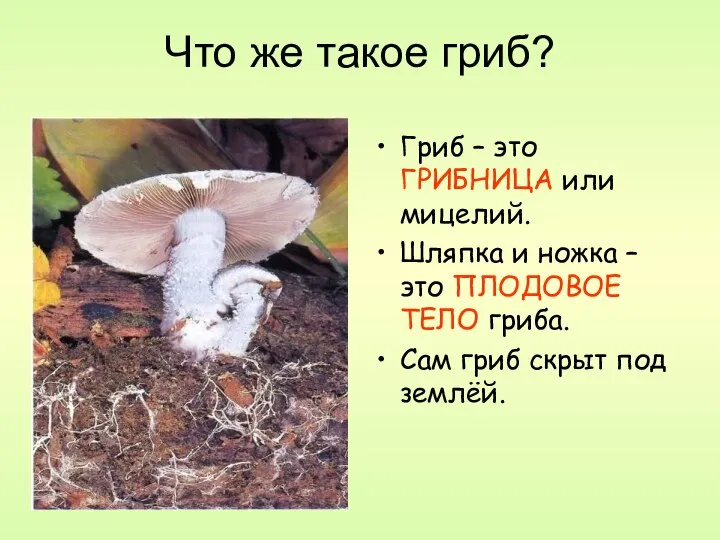 Что же такое гриб? Гриб – это ГРИБНИЦА или мицелий. Шляпка